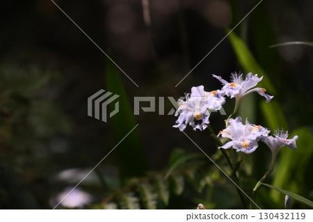 等到薩沙 等到薩沙 130432119