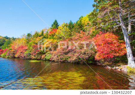 秋天的白駒池 秋天的白駒池 130432207