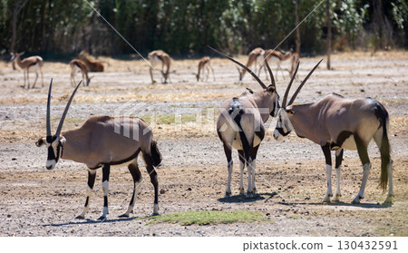Herd of gemsboks grazing peacefully in pasture on sunny day Herd of gemsboks grazing peacefully in pasture on sunny day 130432591