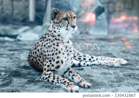 放鬆的獵豹 放鬆的獵豹 130432867