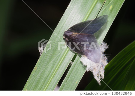 Chinese grasshopper (an alien species) and its exoskeleton Chinese grasshopper (an alien species) and its exoskeleton 130432946