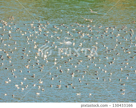 A large flock of Tomoe ducks has arrived in winter. A large flock of Tomoe ducks has arrived in winter. 130433166