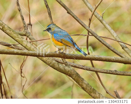 Blue Bird of Happiness Winter Bird of the Passeridae Male Himalayan Bluetail 130433171