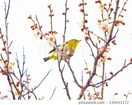 早春時節，一隻野鳥－日本繡眼鳥，棲息在一朵美麗的白梅花上。 130433172