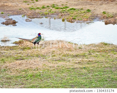 一隻長著長尾巴和漂亮五顏六色羽毛的雄性野雞 130433174