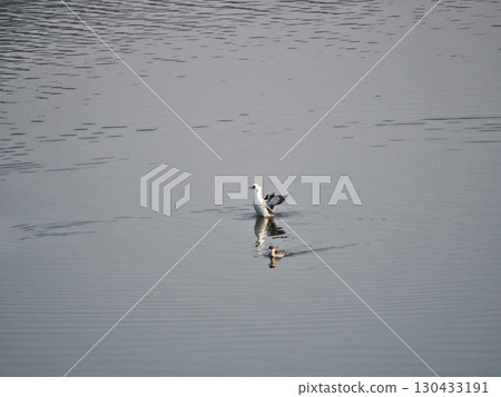A parent and child of a winter bird called a panda duck swimming near the water 130433191