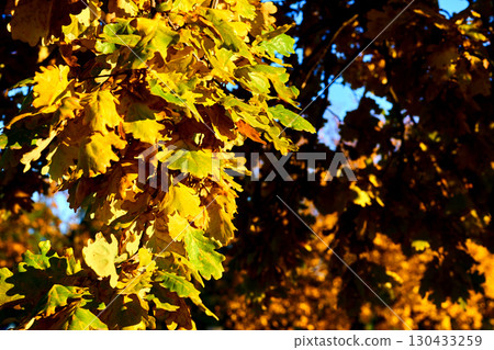 Orange yellow autumn oak leaves on a warm sunny day 130433259