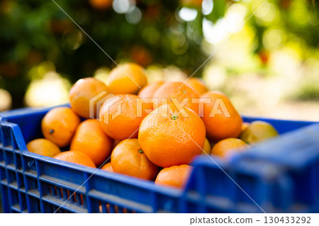 Ripe sweet tangerines lie in plastic boxes in the garden during the harvest of tangerines 130433292