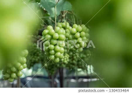 Shine Muscat Fresh grapes growing in an orchard in Okayama Harvesting scene at the farm 130433464