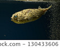 Halocenbon puffer 130433606