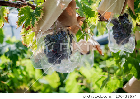 岡山縣新先鋒黑葡萄農場自產優質水果葡萄園水果 130433654