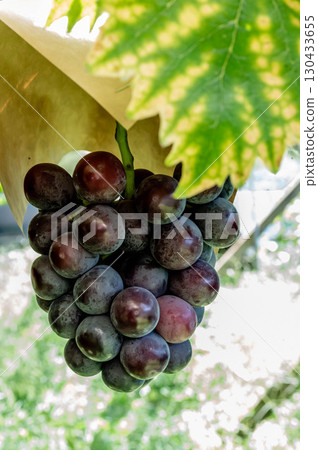 岡山縣新先鋒黑葡萄農場自產優質水果葡萄園水果 130433655