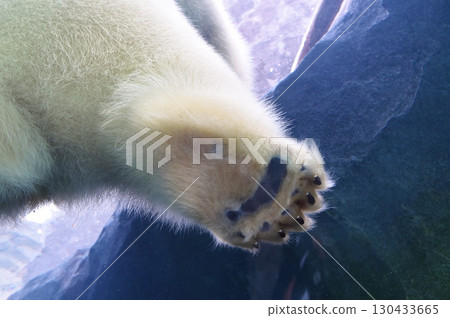 Bear stomps! 130433665