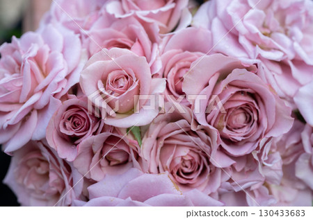 Full frame shot of Montmartre rose. The Montmartre rose is a vintage-inspired shrub rose known for its unique purple-brown-gray and pink hues, and thick, long-lasting petals. Full frame shot of Montmartre rose. The Montmartre rose is a vintage-inspired shrub rose known for its unique purple-brown-gray and pink hues, and thick, long-lasting petals. 130433683