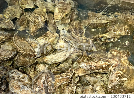 Akkeshi oysters Akkeshi oysters Akkeshi brand oysters Akkeshi oysters Akkeshi oysters Akkeshi brand oysters 130433711