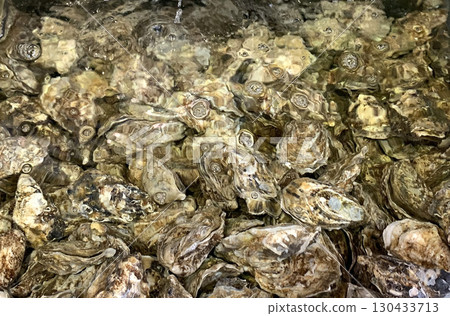 厚岸牡蠣 厚岸牡蠣 厚岸品牌牡蠣 厚岸牡蠣 厚岸牡蠣 厚岸品牌牡蠣 130433713