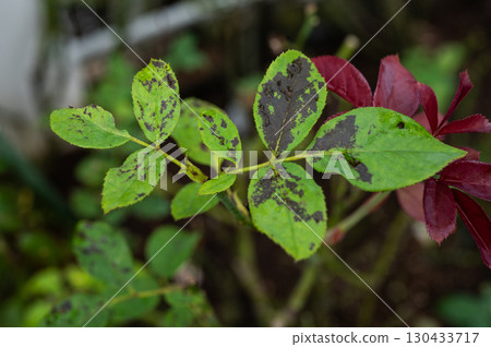 Black spot on rose leaves. Black spot is a fungal disease (Diplocarpon rosae) that affects roses. 130433717