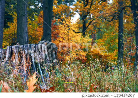 Autumn colors.Old vintage tree stump in forest clearing with trees  130434207