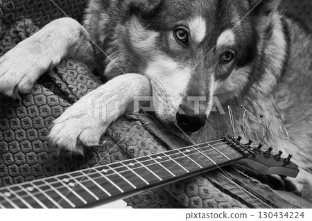 Home cozy comfort. Favorite dog and guitar Home cozy comfort. Favorite dog and guitar 130434224