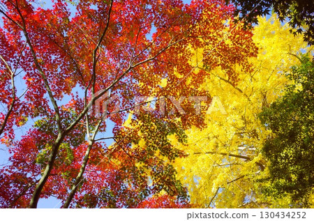 Autumn leaves at Kuhonbutsu in Setagaya Autumn leaves at Kuhonbutsu in Setagaya 130434252