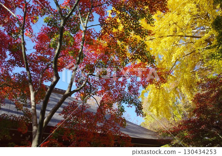 Autumn leaves at Kuhonbutsu in Setagaya Autumn leaves at Kuhonbutsu in Setagaya 130434253