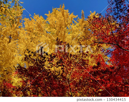 菊園花園的秋葉 菊園花園的秋葉 130434415