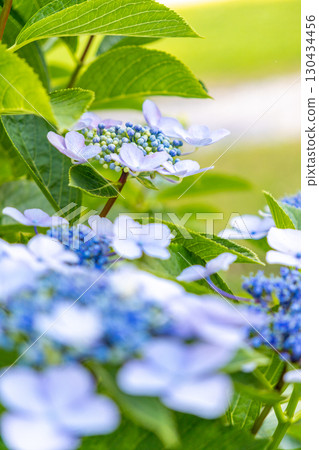 公園裡的藍色繡球花 公園裡的藍色繡球花 130434456