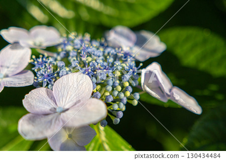 Blue hydrangea 130434484