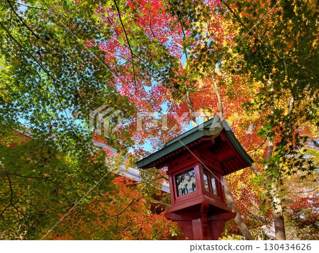 Autumn leaves at Kuhonbutsu in Setagaya 130434626