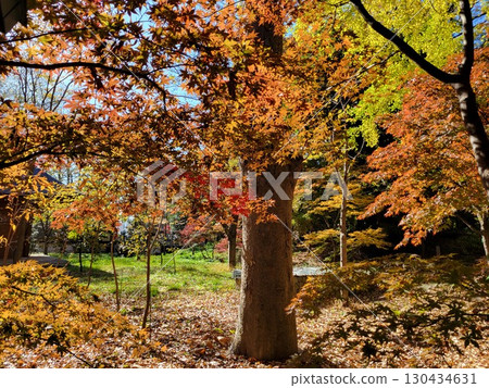 Autumn leaves at Kuhonbutsu in Setagaya Autumn leaves at Kuhonbutsu in Setagaya 130434631