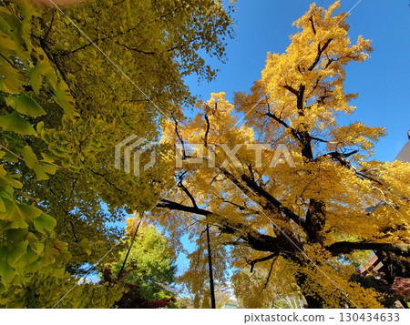 Autumn leaves at Kuhonbutsu in Setagaya 130434633