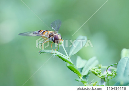 馬蠅在葉子上休息 130434656