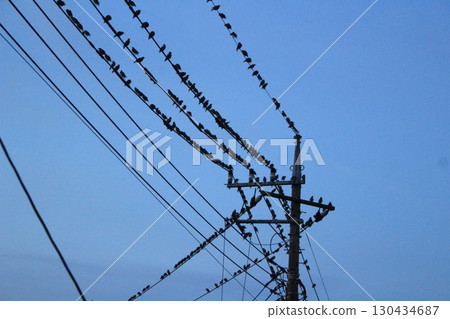 Starlings flocking to residential areas in the early morning Starlings flocking to residential areas in the early morning 130434687