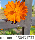 A Vibrant Orange Cosmos Flower Blooming on a Metal Fence 130434733