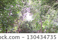 Lush Green Forest Canopy with Sunlight Filtering Through the Trees 130434735