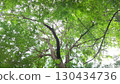 Looking Up into a Lush Green Tree Canopy with a Bright Sky 130434736
