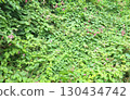 A Dense Wall of Green Vines with Tiny Pink Flowers 130434742