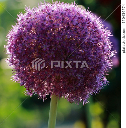 Light purple onions in full bloom, backlit Light purple onions in full bloom, backlit 130434774
