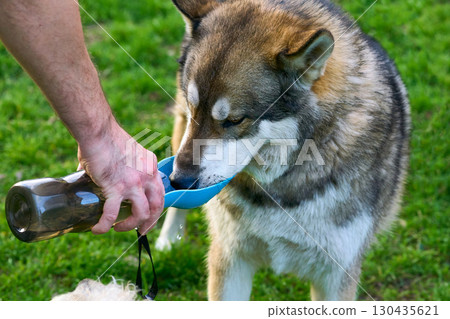 Thirsty in the hot summer.chevrette eskimo dogs drink water 130435621