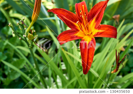 Sczrlet red daylily Burgundy Love,fresh greenery in summer garden 130435650