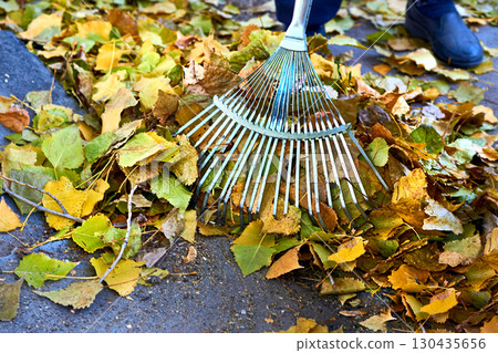 Raking clean sweeping fallen leaves with a garden rake Raking clean sweeping fallen leaves with a garden rake 130435656