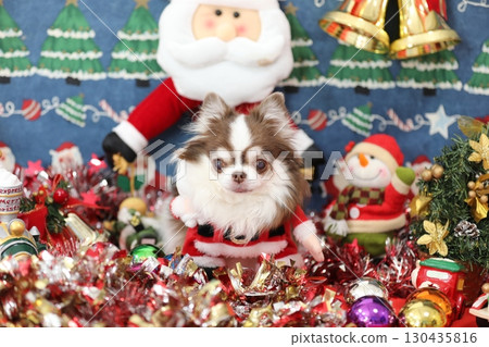 Cute Chihuahua Santa Claus Cute Chihuahua Santa Claus 130435816