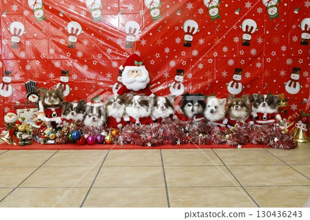 10 吉娃娃聖誕老人的聖誕派對 130436243