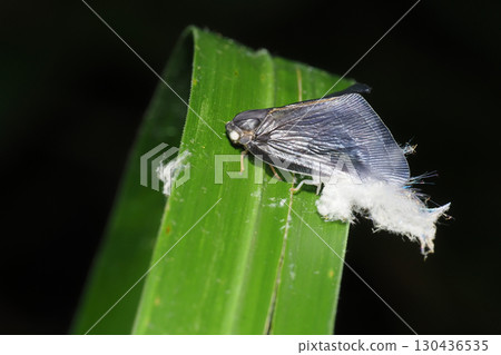 中國 Lamigasafagoromo（引進種）和新出現的貝殼 130436535