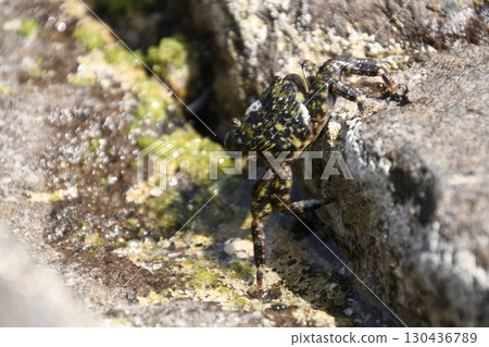 Manazuru Mitsuishi Coast Rock crab Manazuru Mitsuishi Coast Rock crab 130436789