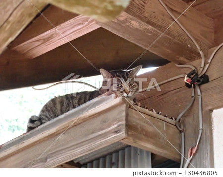 景觀與一隻貓 景觀與一隻貓 130436805