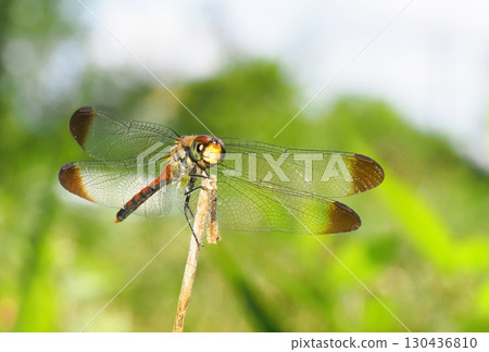 松鼠茜草（男） 130436810