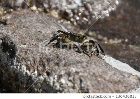 Manazuru Mitsuishi Coast Rock crab Manazuru Mitsuishi Coast Rock crab 130436815