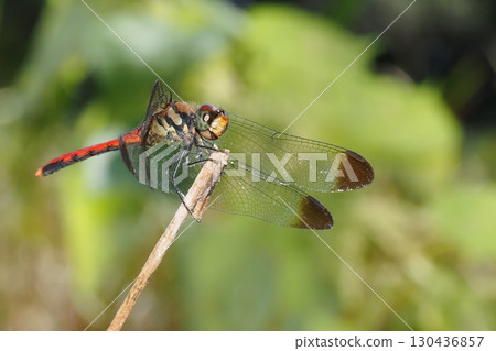 松鼠茜草（男） 130436857
