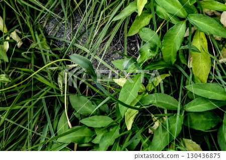 The pinecone, also known as the half-summer plant, resembles a snake sticking out its tongue The pinecone, also known as the half-summer plant, resembles a snake sticking out its tongue 130436875